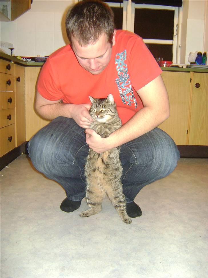 Blanding af racer Molly (SOLGT) billede 5