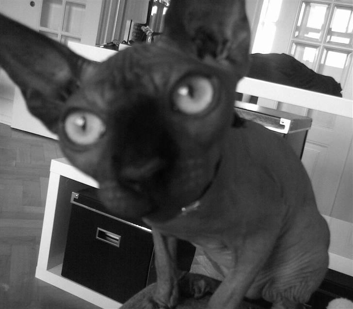 Sphynx Maggie billede 1