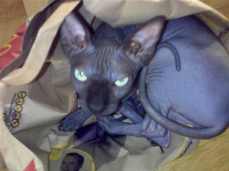 Sphynx Maggie billede 2