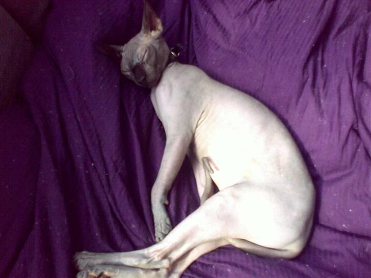Sphynx Maggie billede 3