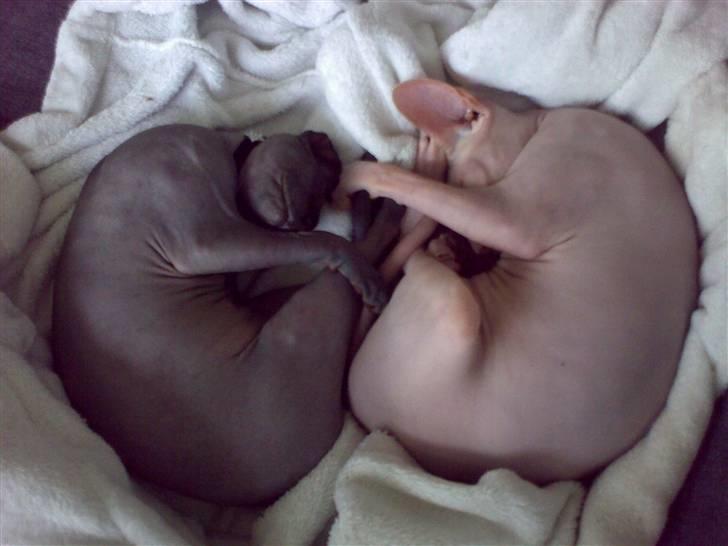 Sphynx Maggie billede 4