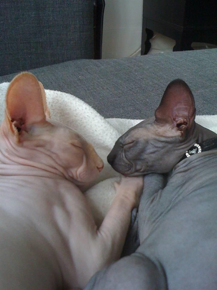 Sphynx Maggie billede 5