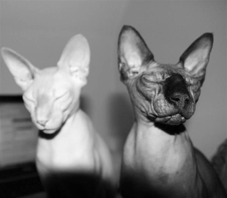 Sphynx Maggie billede 6