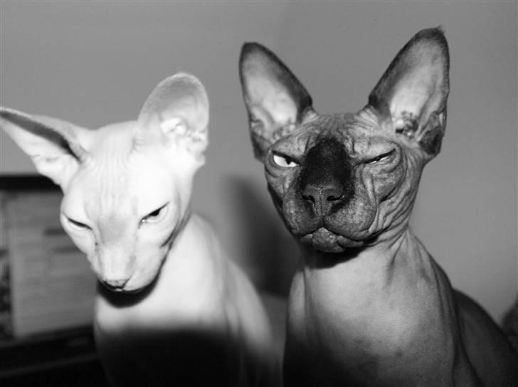 Sphynx Maggie billede 7