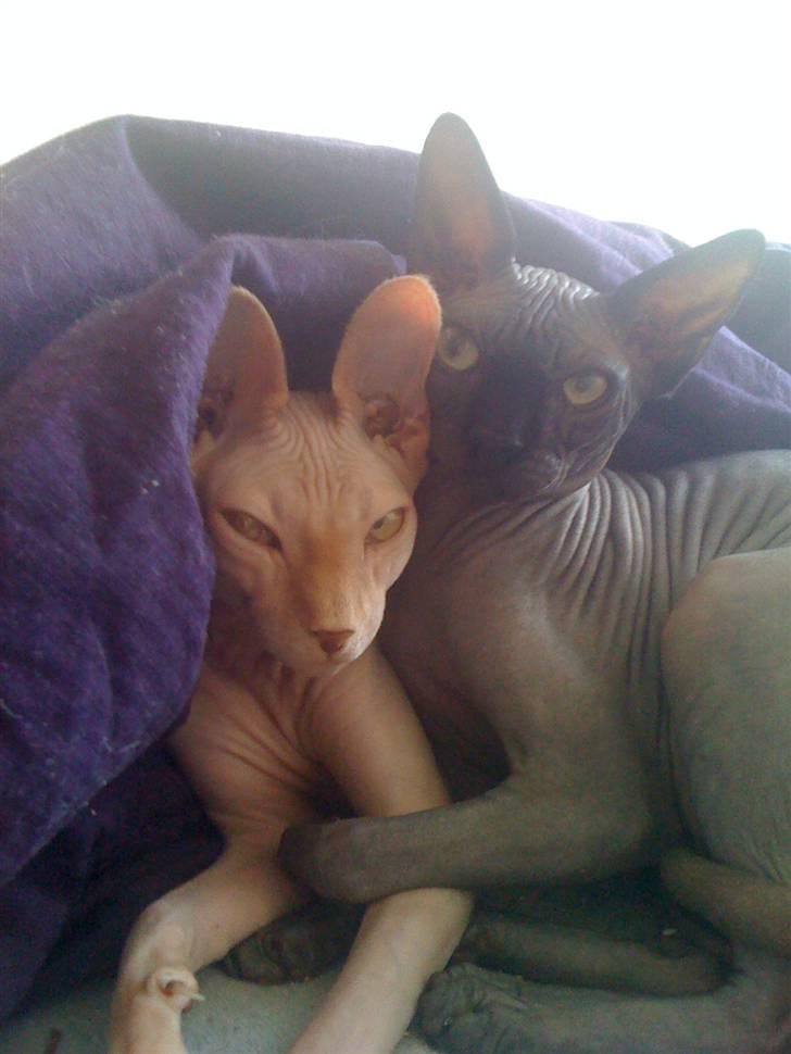 Sphynx Maggie billede 8