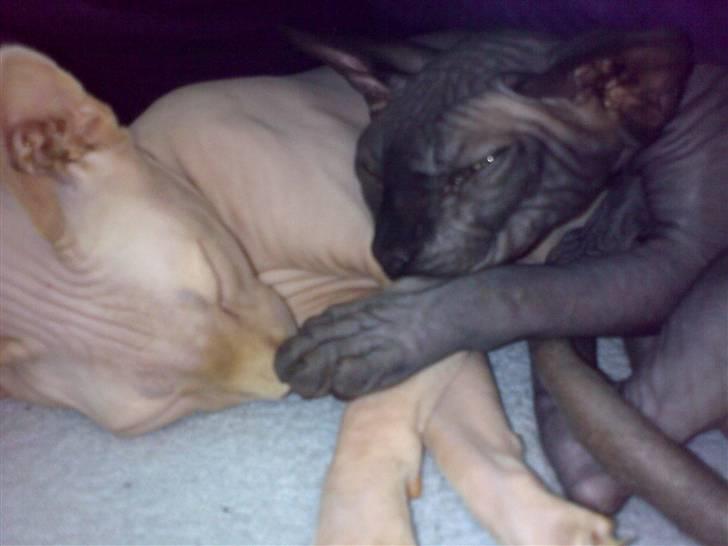 Sphynx Maggie billede 9