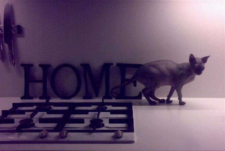 Sphynx Maggie billede 10