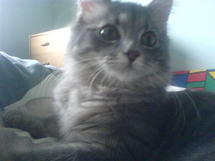 Norsk Skovkat lulu billede 1