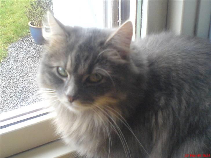 Norsk Skovkat lulu billede 2