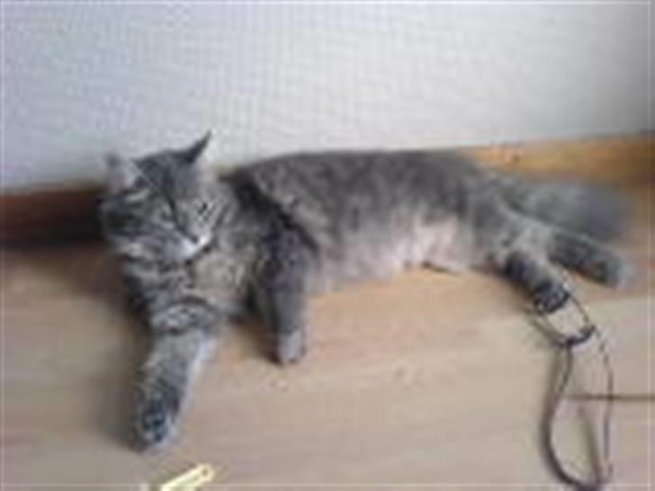 Norsk Skovkat lulu billede 3