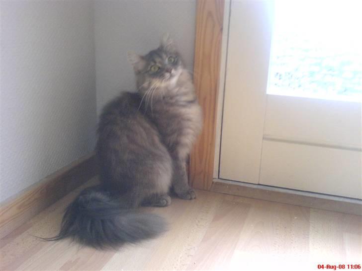 Norsk Skovkat lulu billede 4