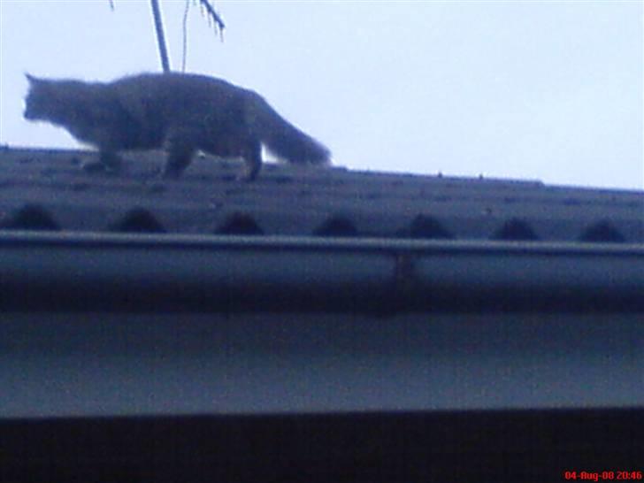 Norsk Skovkat lulu billede 5