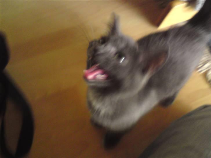 Huskat Bølle ( Død )  - jeg er farlig! pas på .. :D  billede 14