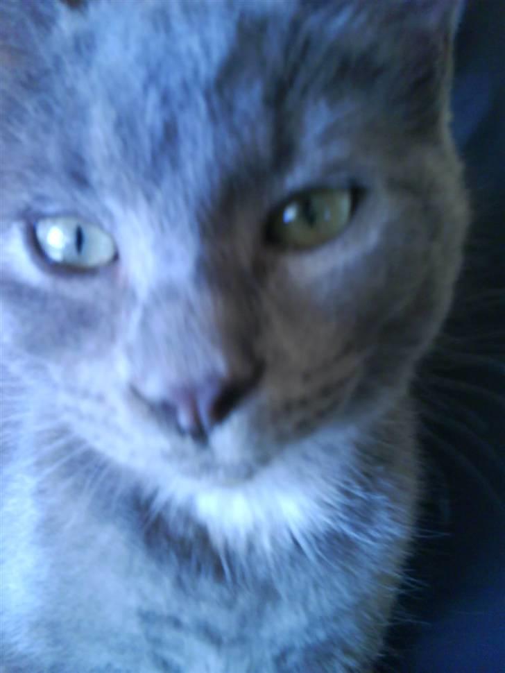 Huskat Bølle ( Død )  billede 15