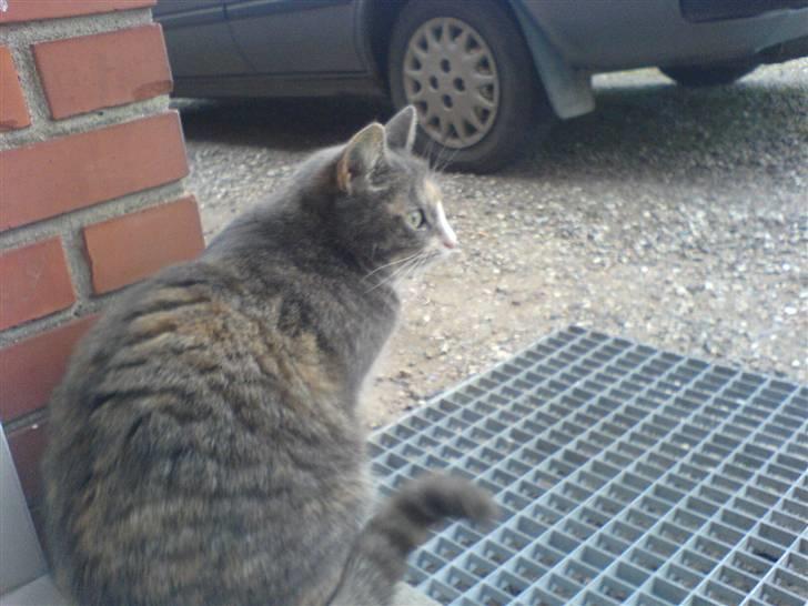 Huskat puseling - velkommen til putteling´s profil billede 1