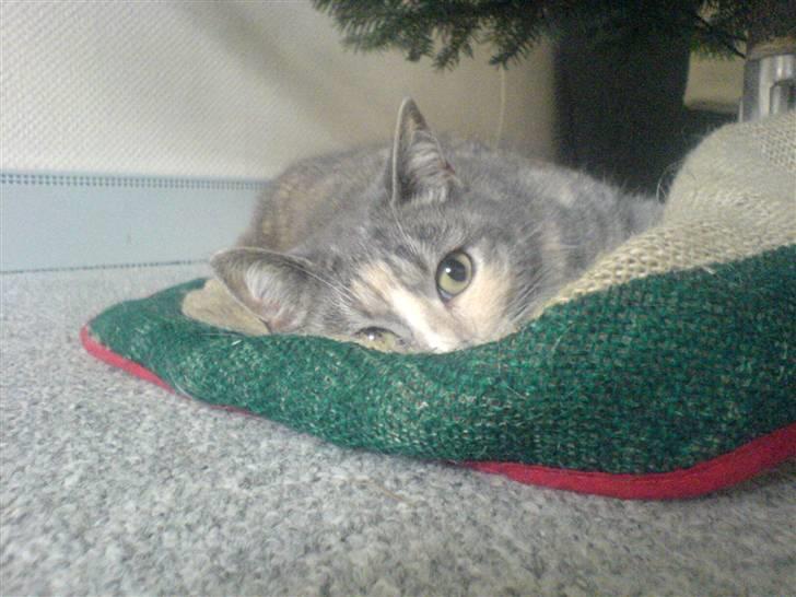 Huskat puseling billede 2