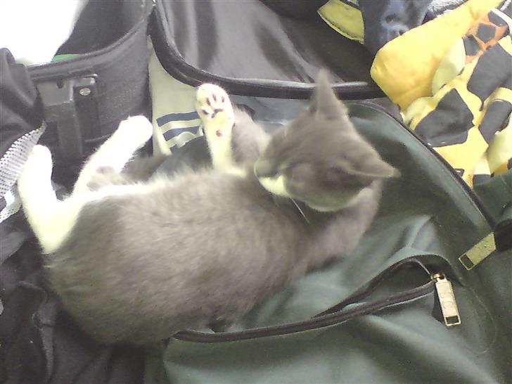 Huskat Laban ( Solgt )  billede 13