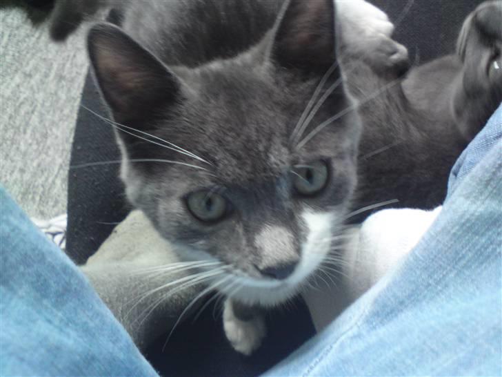 Huskat Laban ( Solgt )  billede 14