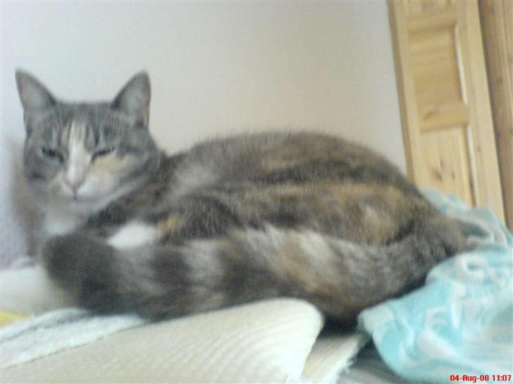 Huskat puseling billede 3