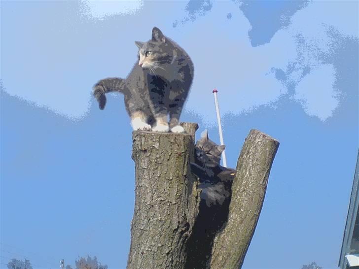 Huskat puseling billede 4