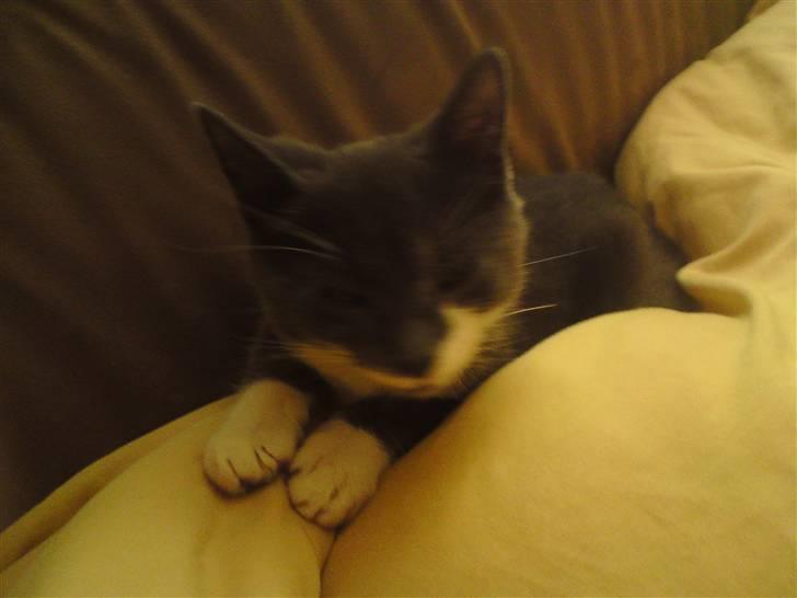 Huskat Laban ( Solgt )  billede 15