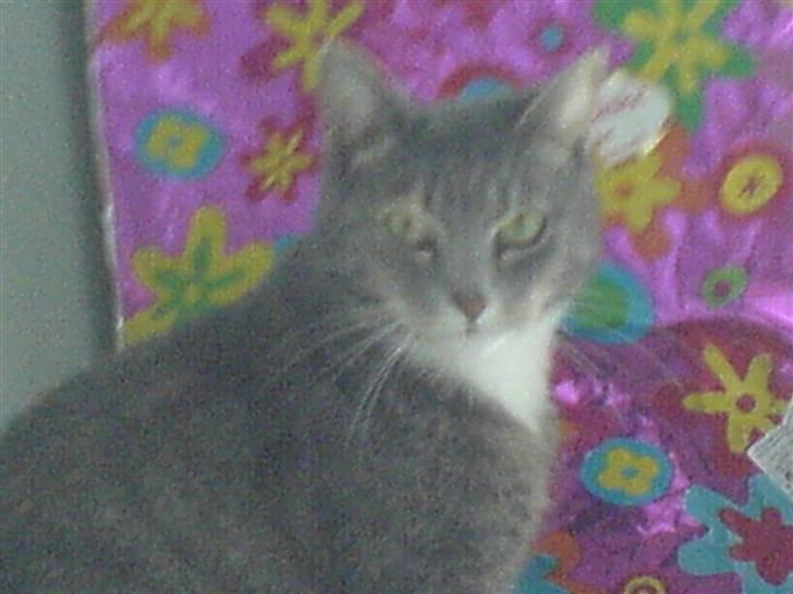 Huskat mille - ja vi fik taget det med en ret pæn bagrund billede 1