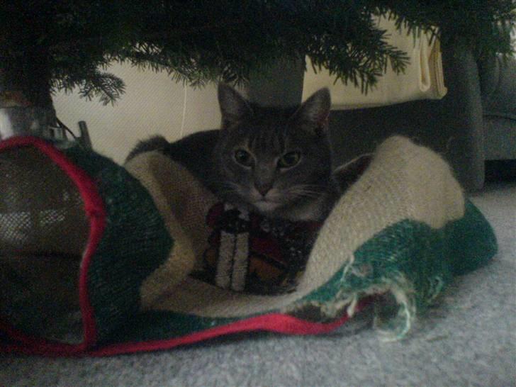 Huskat mille - under juletræet 2009 billede 2