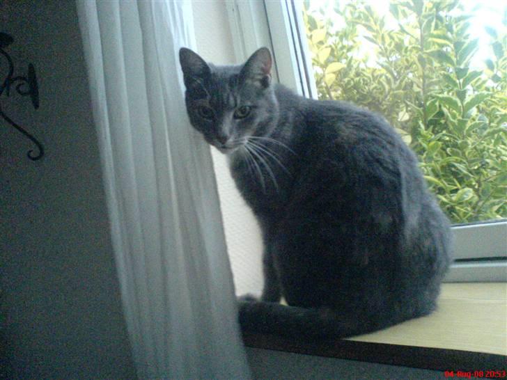 Huskat mille billede 3