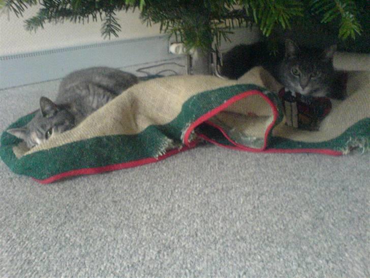 Huskat mille - pusling og mille under juletræet 2009 billede 4