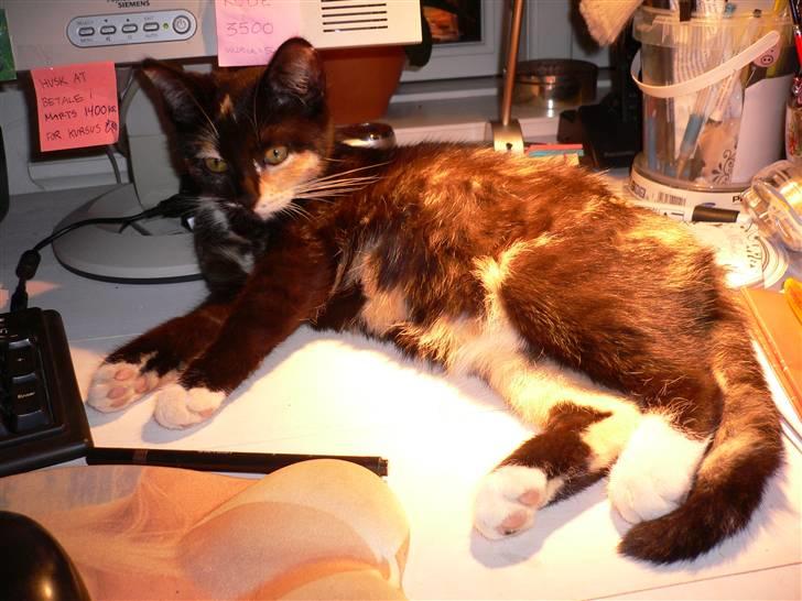 Blanding af racer R.I.P Lundini (grimmemis) - Nyder varmen fra lampen billede 5