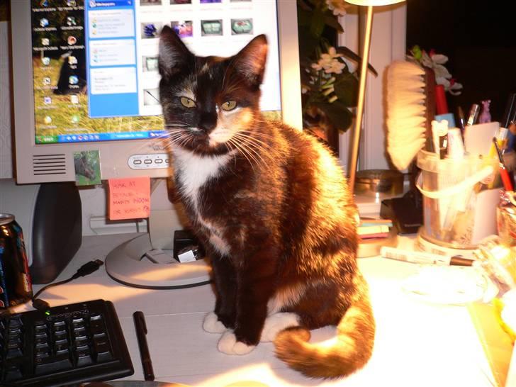 Blanding af racer R.I.P Lundini (grimmemis) - Man er vel en stolt mis billede 6