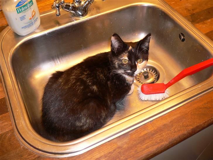 Blanding af racer R.I.P Lundini (grimmemis) - Vasken sagde nogle underlige lyde, så det kunne missen ikke stå for... billede 8