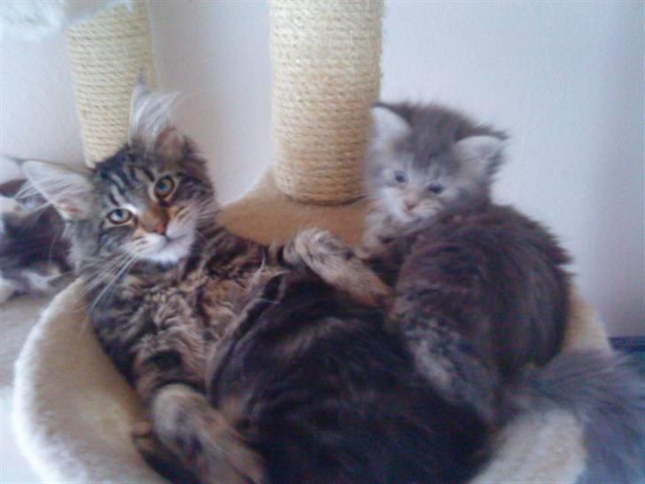 Maine Coon Rianna *solgt* - Hygge med Fancy Blue billede 5