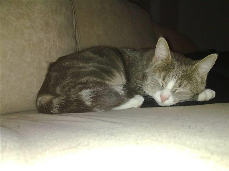 Huskat Pusling (gåde hjemme fra) - ligger så fin når hun sover billede 1