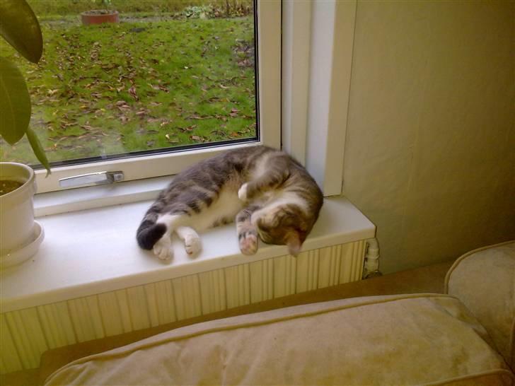 Huskat Pusling (gåde hjemme fra) - elsker bare og ligge her i vinduet billede 2