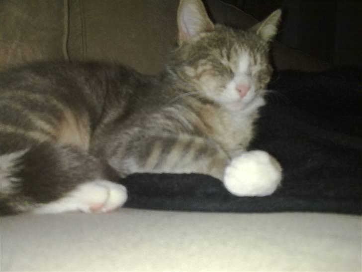 Huskat Pusling (gåde hjemme fra) - jeg prøver og se lidt konglig ud billede 3