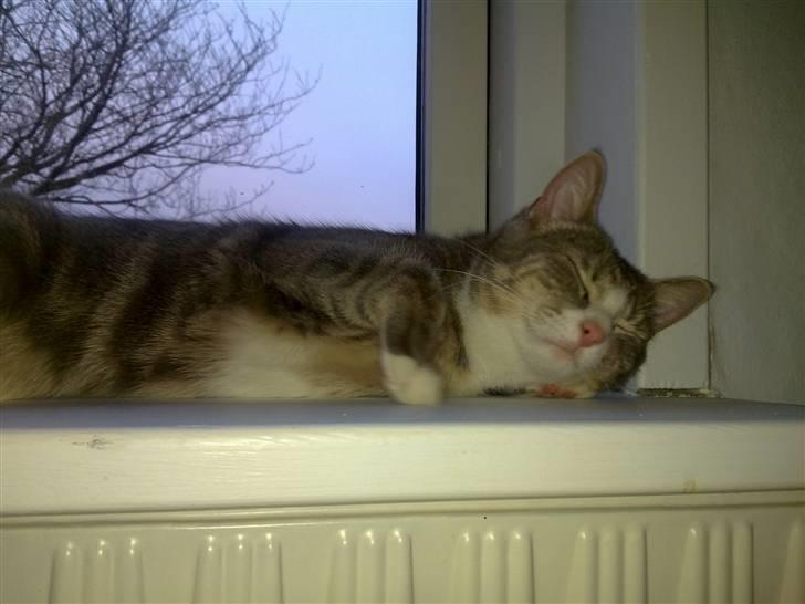 Huskat Pusling (gåde hjemme fra) - smækker lækker billede 4