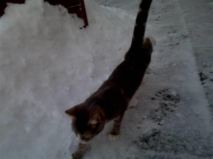 Huskat Pusling (gåde hjemme fra) - mit føste sne var ude i 2 timer og fange sne fnuk billede 5