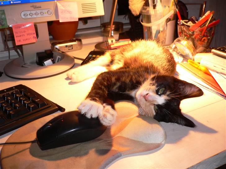 Blanding af racer Nassenberg R.I.P - Leger med den store mus..... billede 5