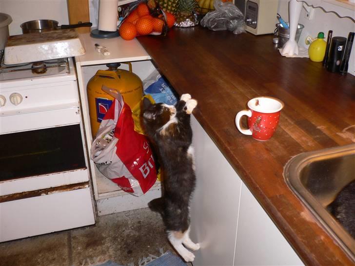 Blanding af racer Nassenberg R.I.P - Er stadigvæk for lille en mis til, at komme op på køkkenbordet billede 6