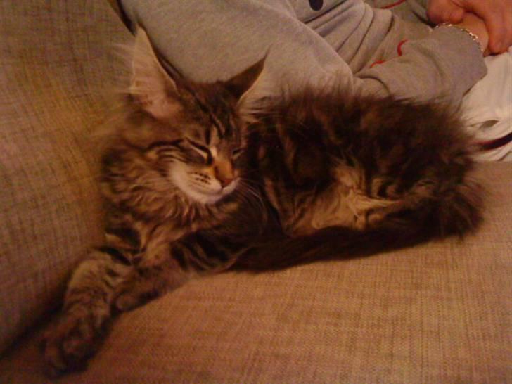 Maine Coon Rianna *solgt* - Hygge på sofaen billede 15