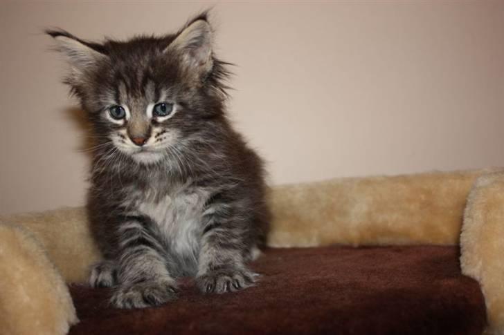 Maine Coon Rianna *solgt* - Hos madmor-Linda billede 18