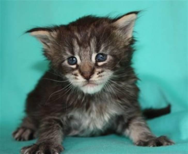 Maine Coon Rianna *solgt* - Hos madmor-Linda 29/8-09 billede 19