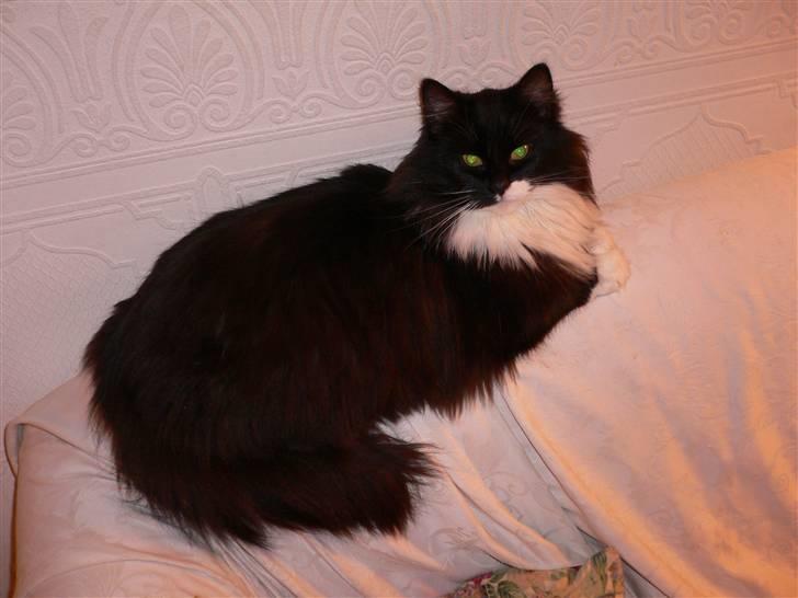 Blanding af racer Missemor billede 1