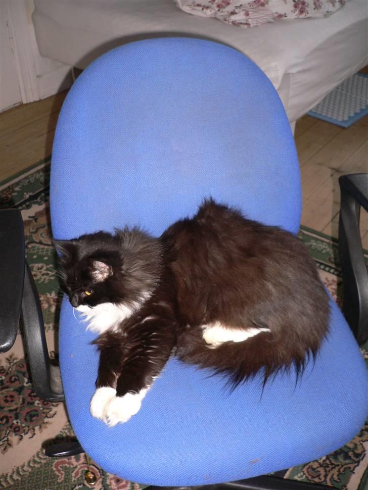 Blanding af racer Missemor billede 2