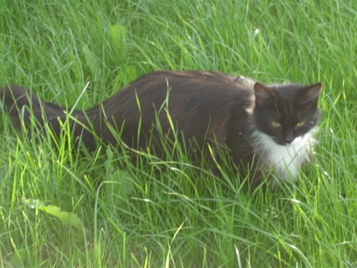 Blanding af racer Missemor billede 3