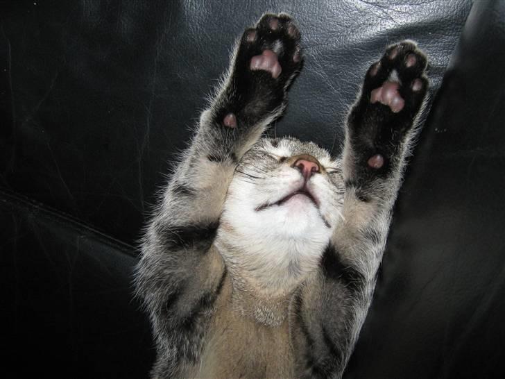 Huskat Saxon billede 7