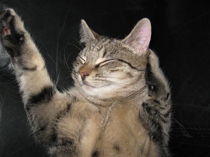 Huskat Saxon - Er jeg ikke bare lækker  billede 8