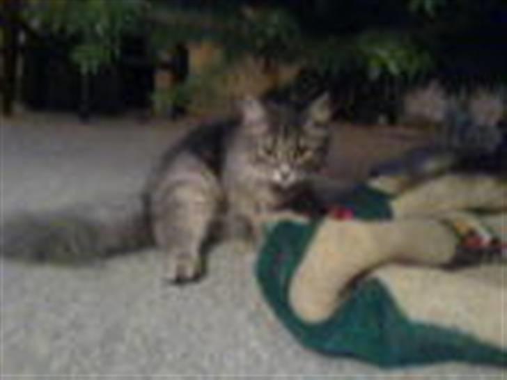 Norsk Skovkat lulu billede 7