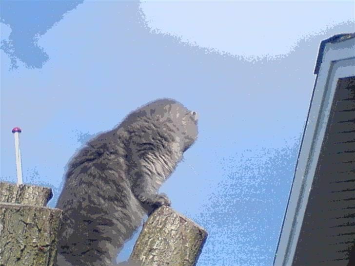 Norsk Skovkat lulu billede 8